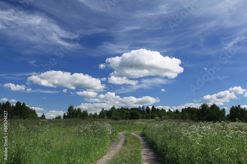 wild flowers in the field