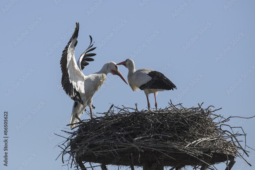 Fototapeta premium White storks on a nest, Salburua park, Vitoria(Spain)