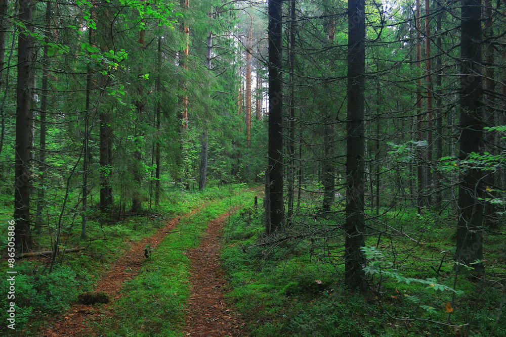 Summer dense forest landscape