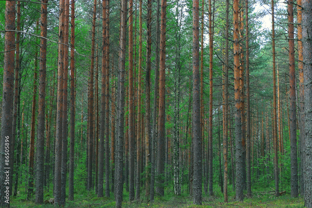 Obraz premium Summer dense forest landscape