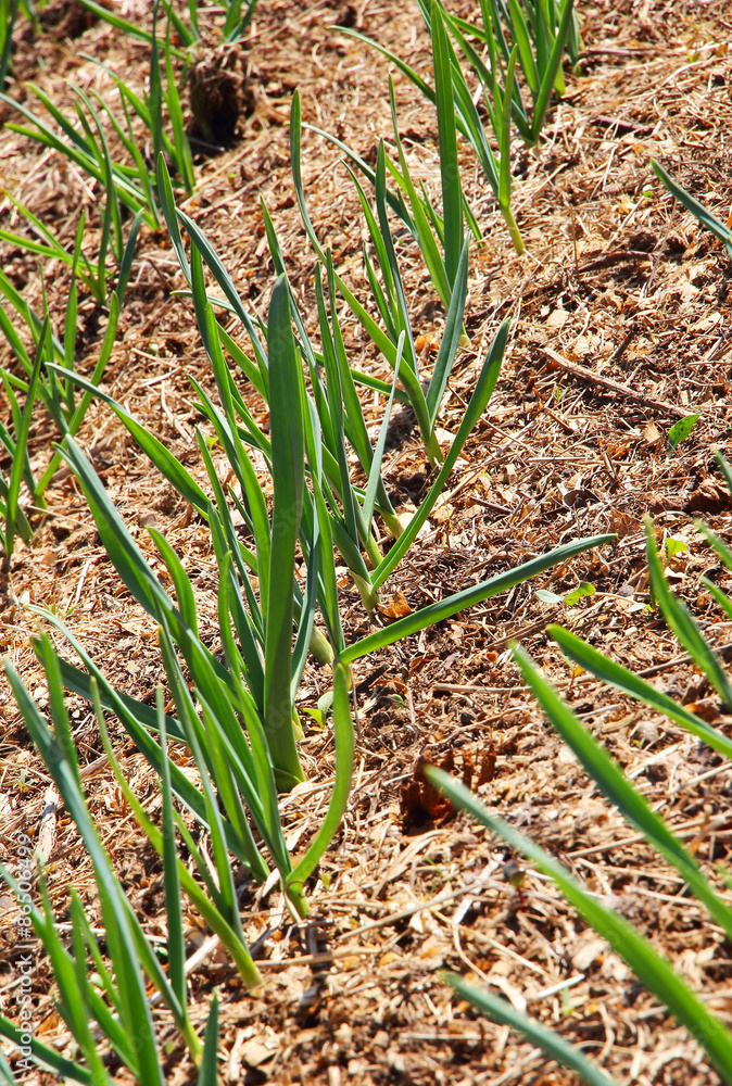 Fresh sprouting garlic on a garden bed. Fresh sprouting garlic on a garden bed.
