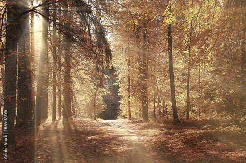 Fototapeta Naklejka Na Ścianę i Meble -  Road in the autumn forest