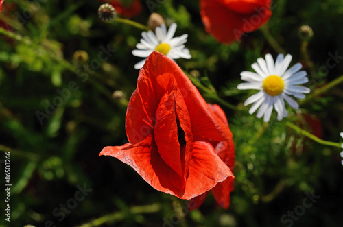 Fototapeta Naklejka Na Ścianę i Meble -  Poppy and two daisies (eyes, lips, silhouette, genitals - concep