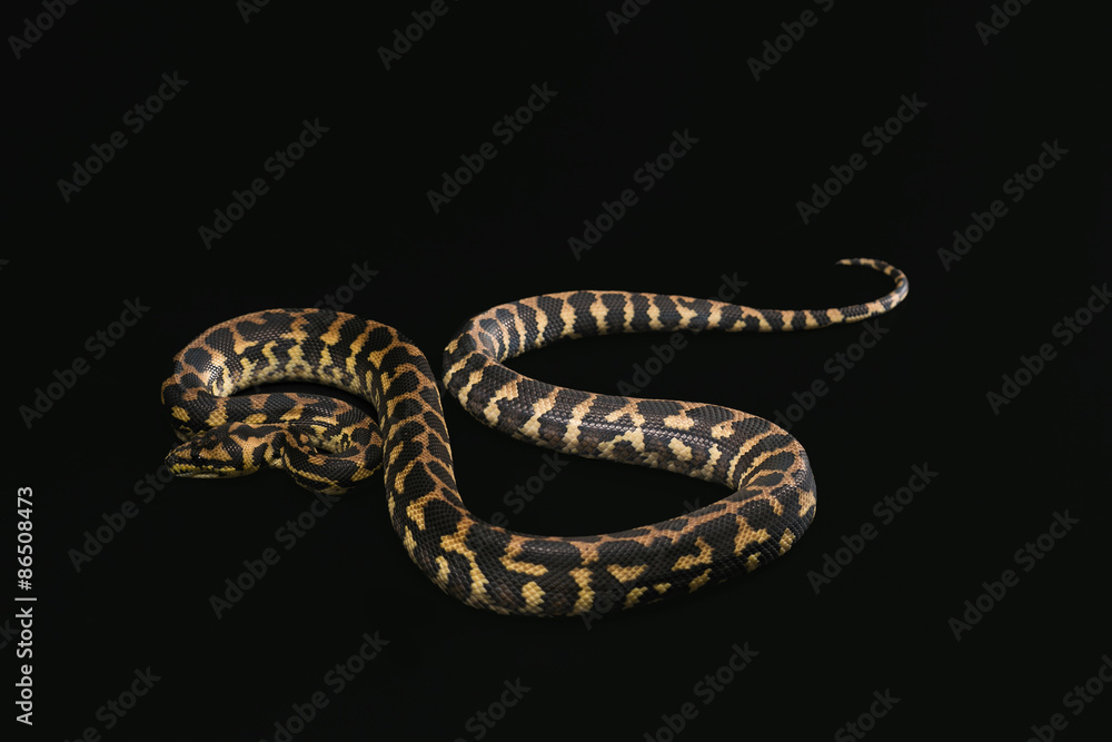 Fototapeta premium The male morelia spilota harrisoni python on black background