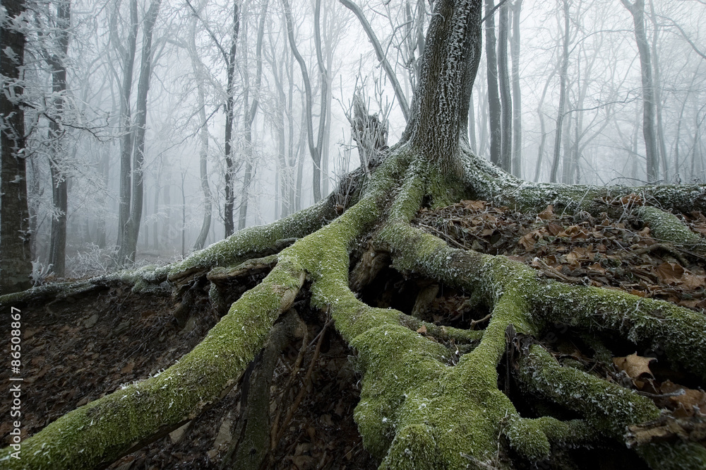 Fototapeta premium old tree with big roots in misty forest