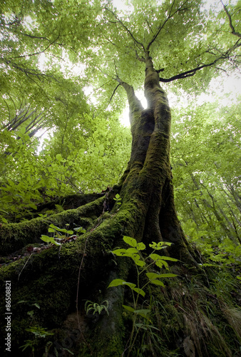 wilderness scene tree in gr...