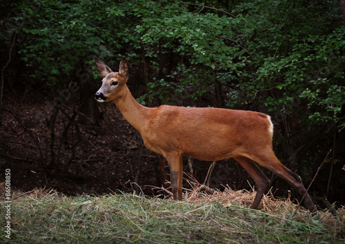 deer in wilderness