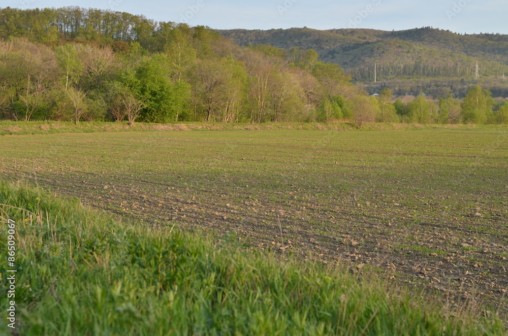 Fototapeta premium Spring field