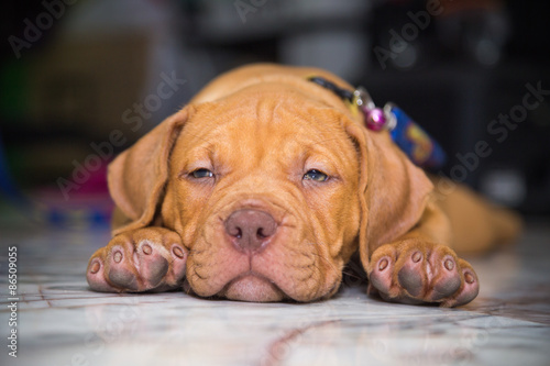 dog pit bull sleepy