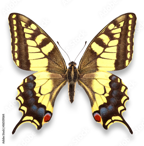 butterfly isolated on white background