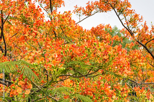 Bilde på lerret Royal Poinciana in bloom