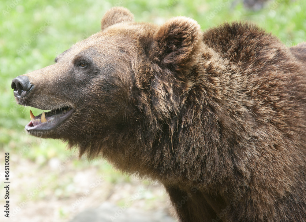 Brown Bear, Ursus arctos