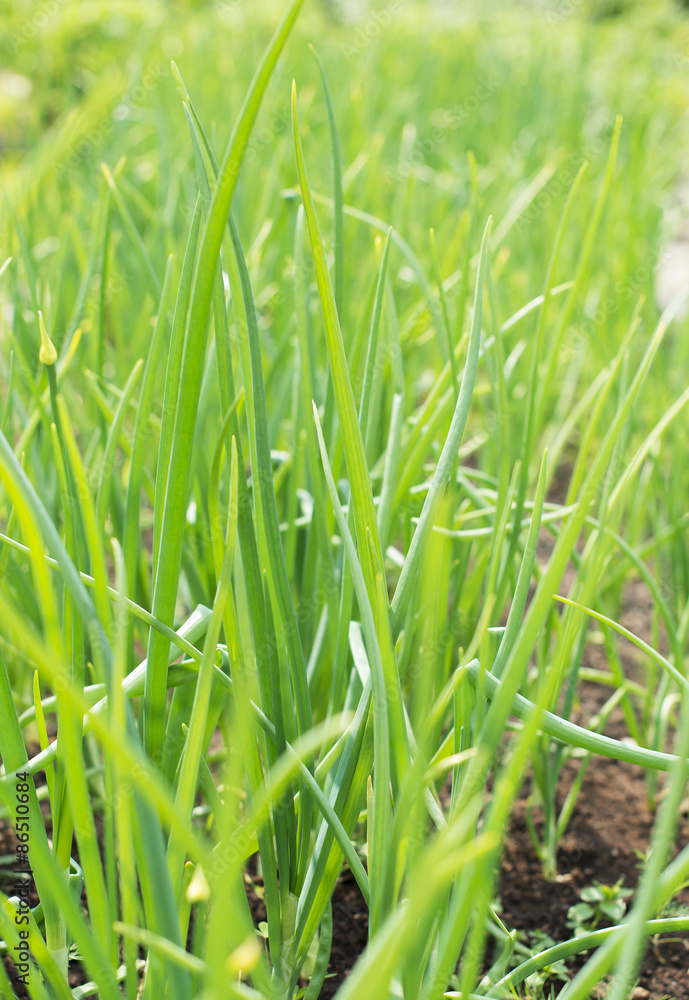 Young green onion in the garden. Young green onion in the garden.