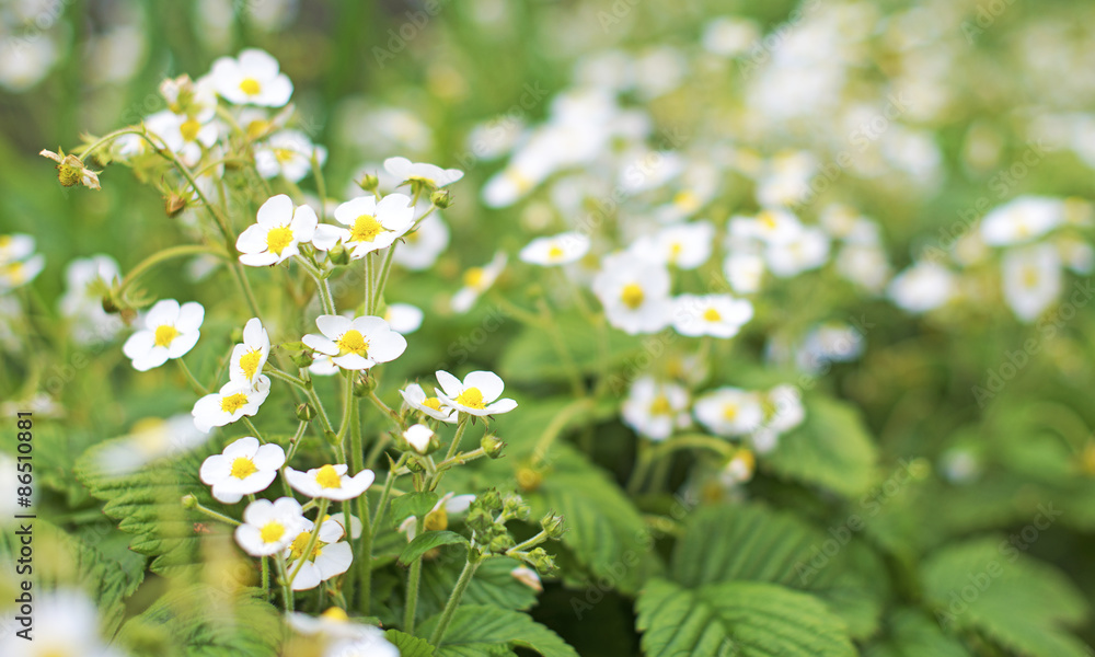 Young strawberry flowers in the garden.