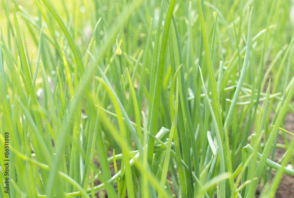 Young green onion in the garden. Young green onion in the garden.