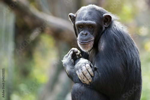 Portrait  of a chimpanzee with a sly grin