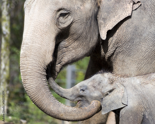 Photography Mother and baby elephant showing affection