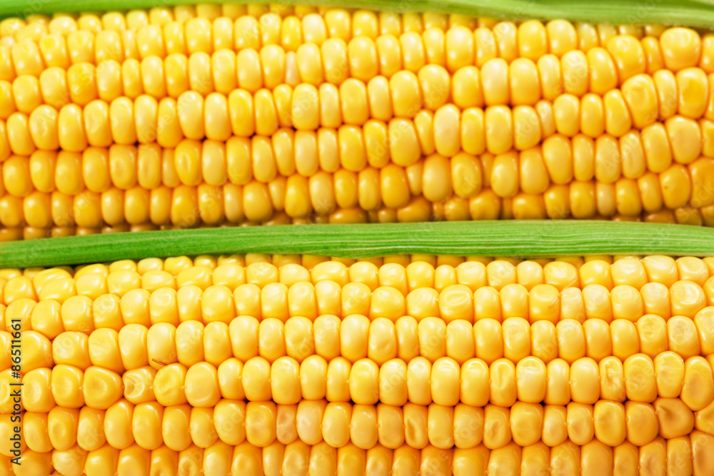 Corn Corn