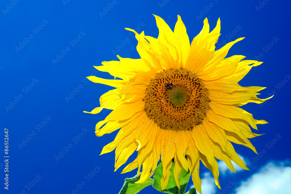 Obraz premium Sunflower
