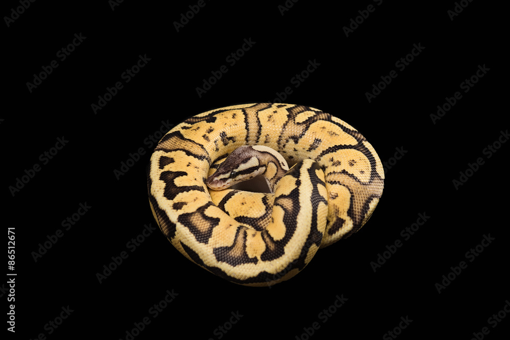 Obraz premium Female Ball Python. Firefly Morph or Mutation