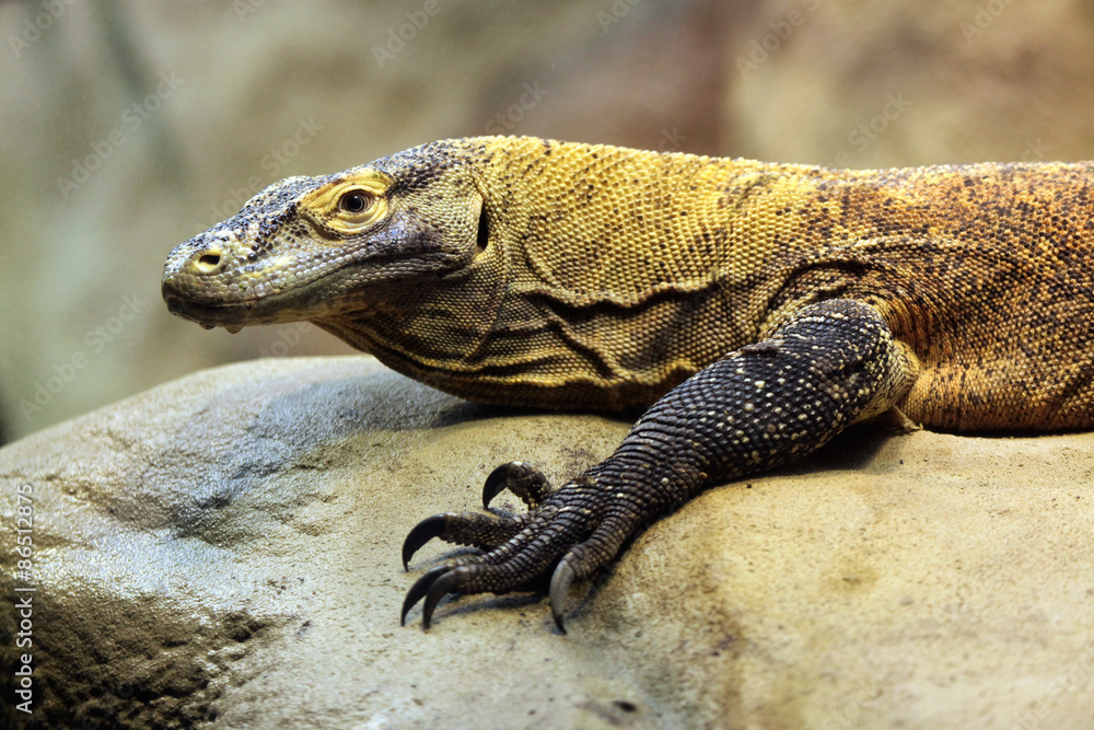 Fototapeta premium Komodo dragon (Varanus komodoensis).