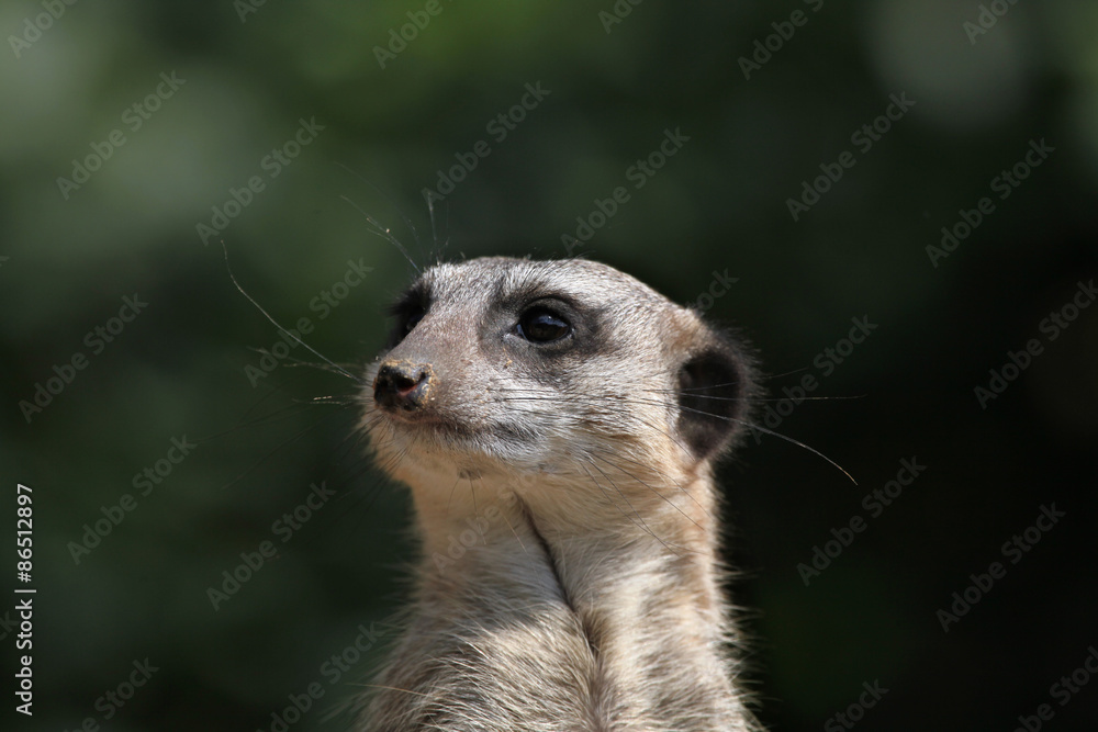 Meerkat (Suricata suricatta), also known as the suricate. Meerkat (Suricata suricatta), also known as the suricate.