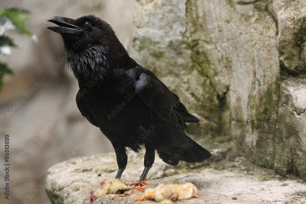 Fototapeta premium Common raven (Corvus corax).