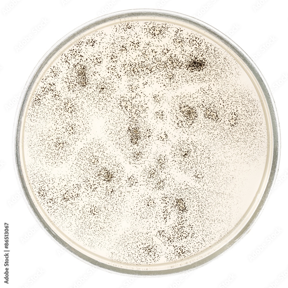 Fungi, penicillin, closeup. Fungi, penicillin, closeup.