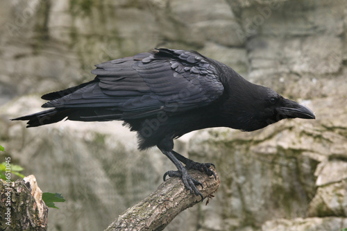 Obraz na płótnie Common raven (Corvus corax). w salonie