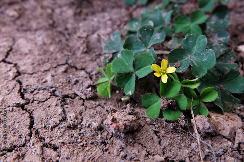 Blossoming little flower and clover tree on dry and crack soil