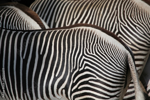 Grevy's zebra (Equus grevyi), also known as the imperial zebra.