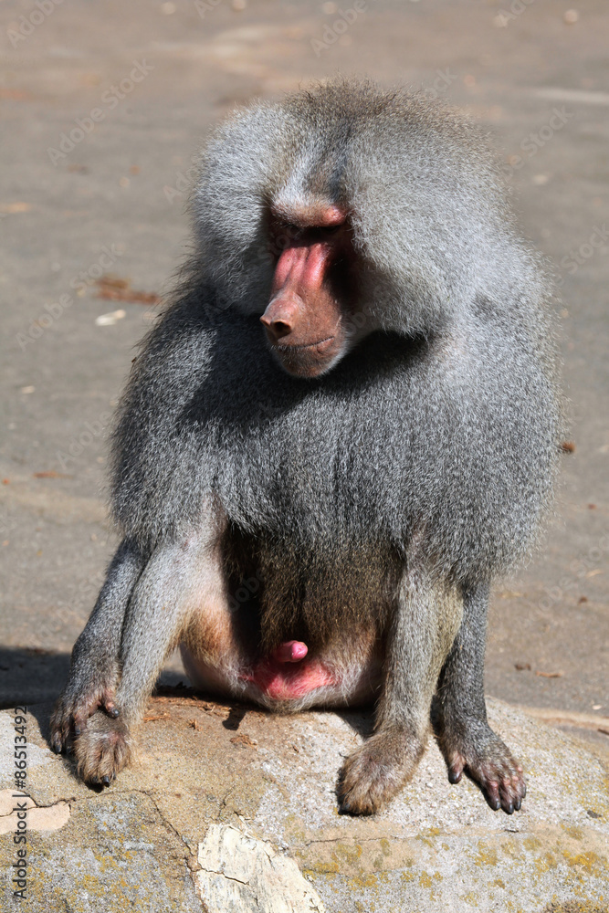 Obraz premium Hamadryas baboon (Papio hamadryas).