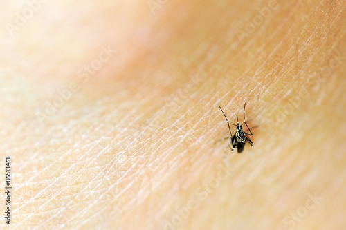 Common house mosquito © narapornm