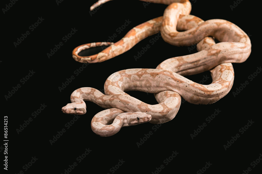 Trimeresurus puniceus Trimeresurus puniceus