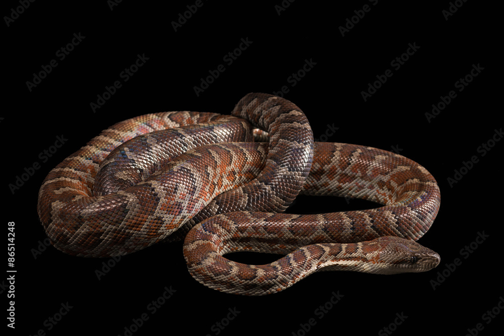 Fototapeta premium Hispaniolan boa, Chilabothrus or epicrates striatus