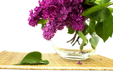 Papier peint photo Lilas Lilas rose dans bocal en verre  © oksanastepanova