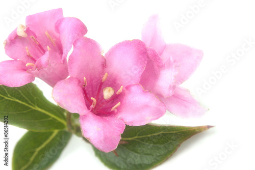 gentle pink beautiful flowers Weigel
