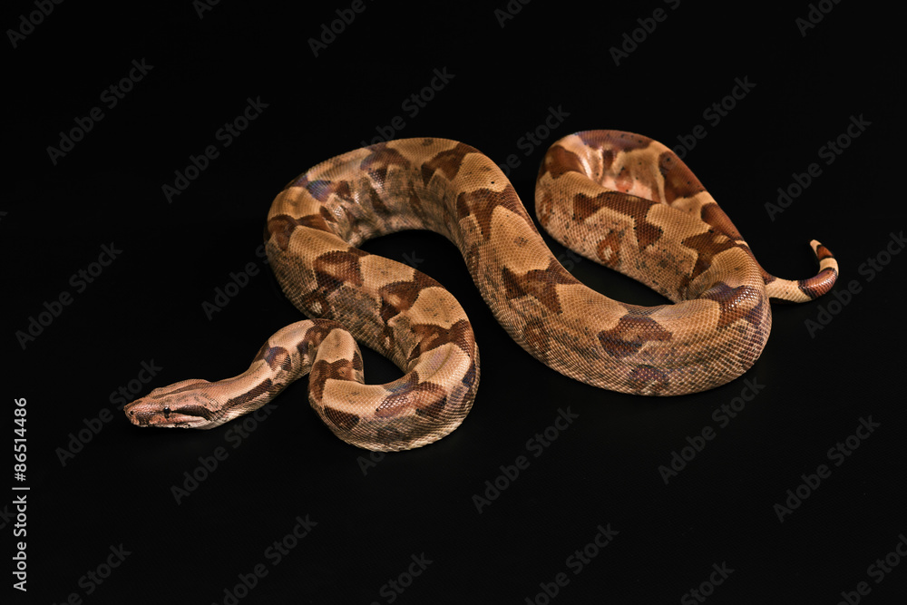 Boa constrictors isolated on black background Boa constrictors isolated on black background