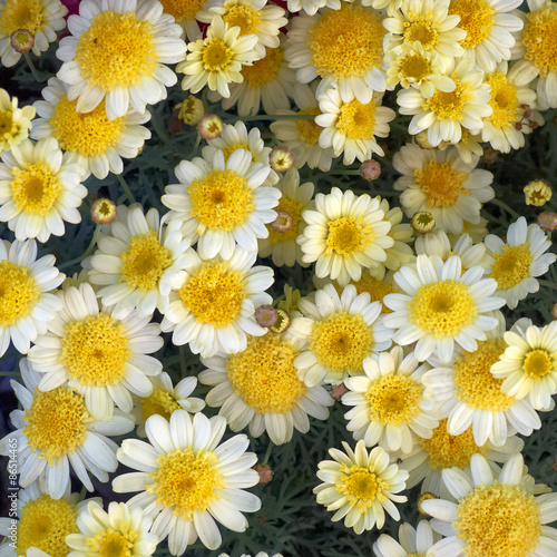 small white and yellow chrysanthemums closeup  natural background