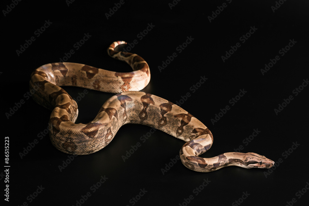 Boa constrictors  isolated on black background