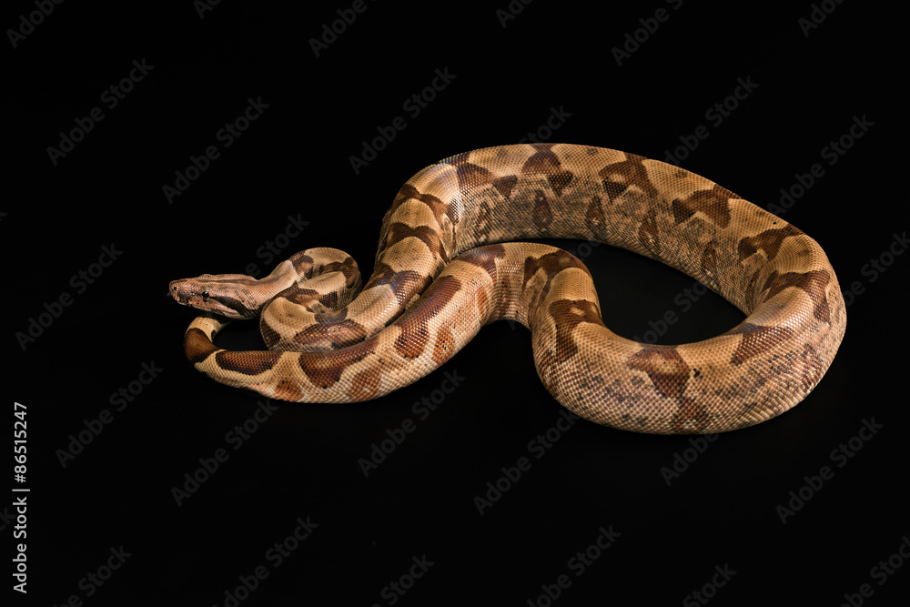 Obraz premium Boa constrictors isolated on black background