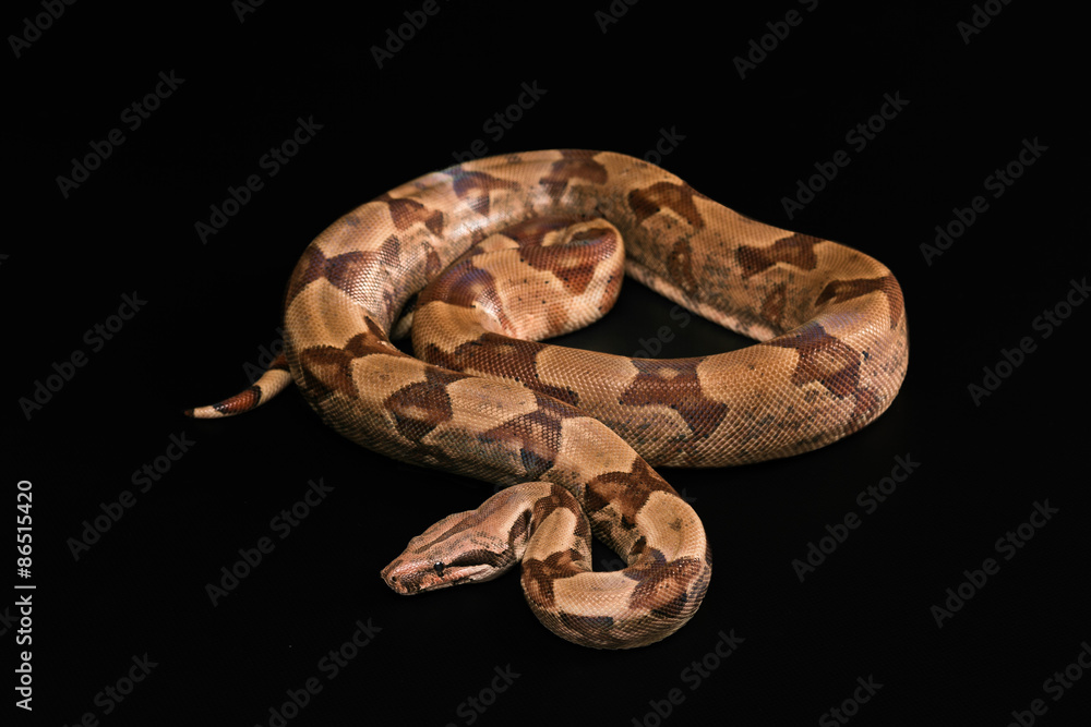 Obraz premium Boa constrictors isolated on black background