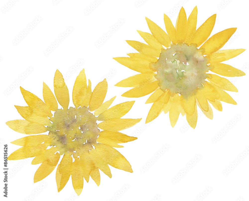 Obraz premium ひまわり 水彩イラスト