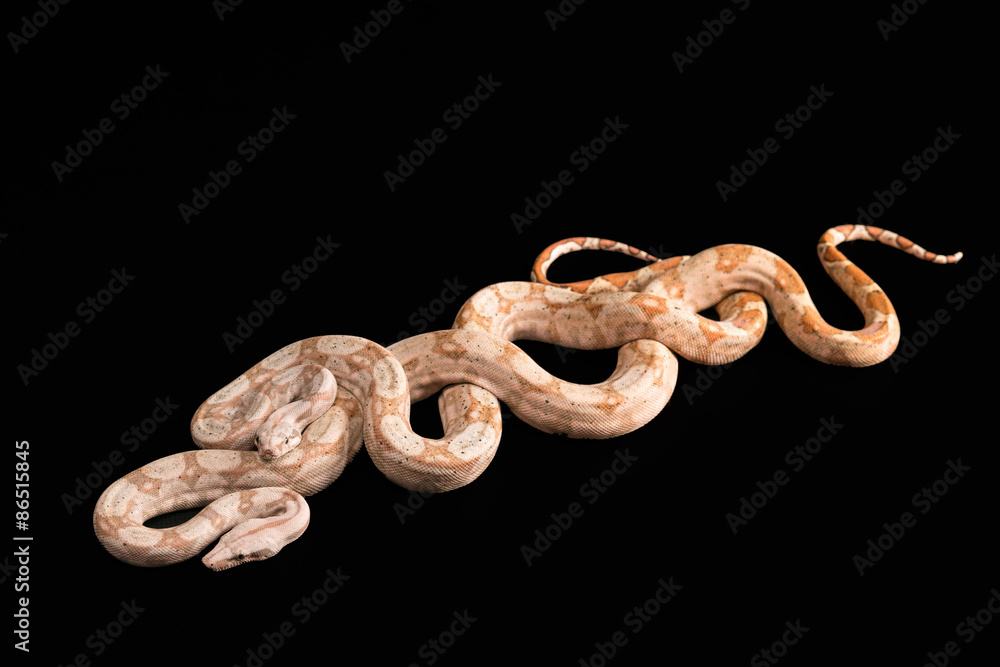 Trimeresurus puniceus Trimeresurus puniceus