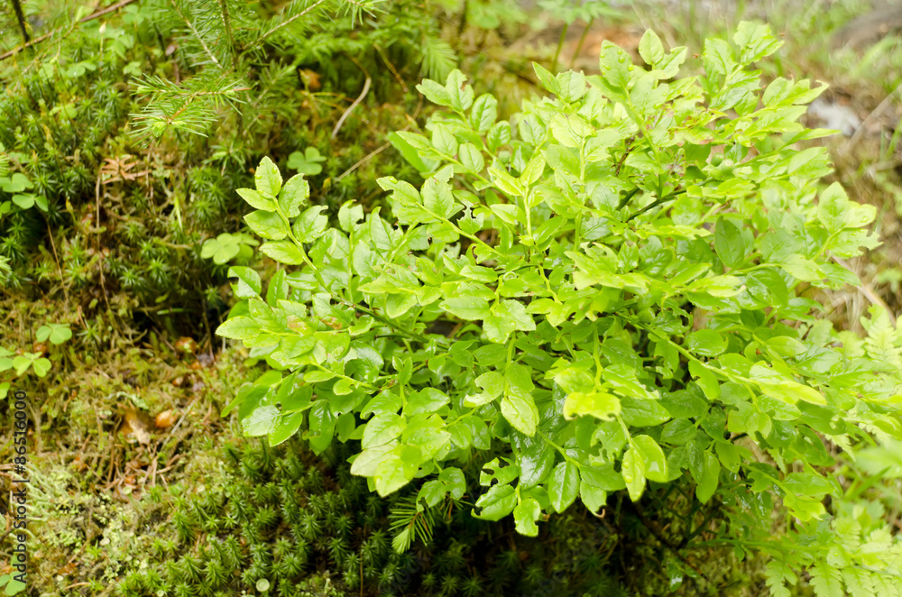 Fototapeta premium bilberry after rain