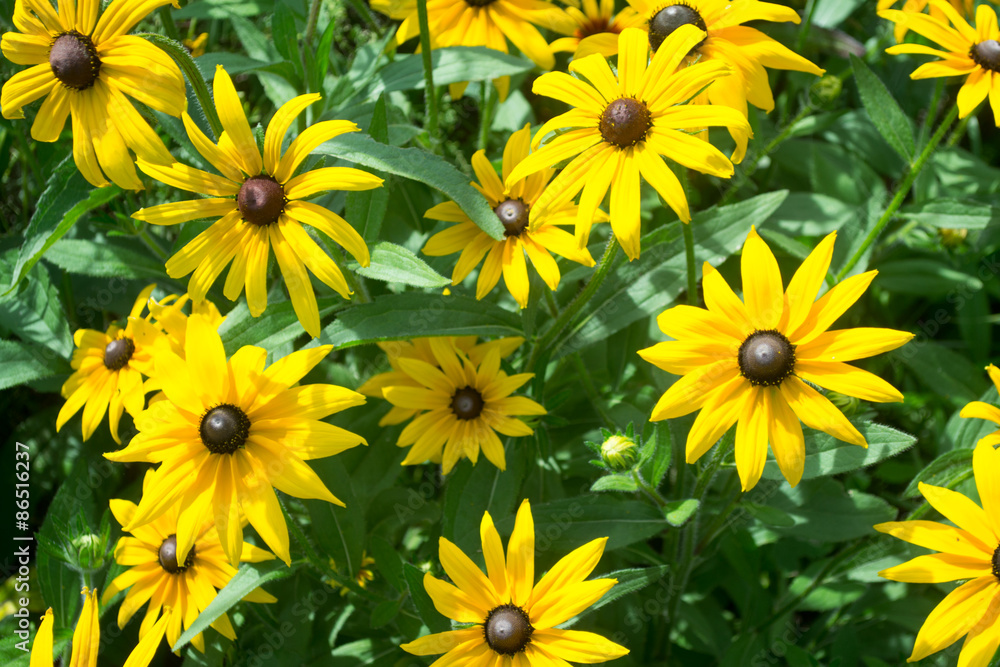 rudbeckia rudbeckia