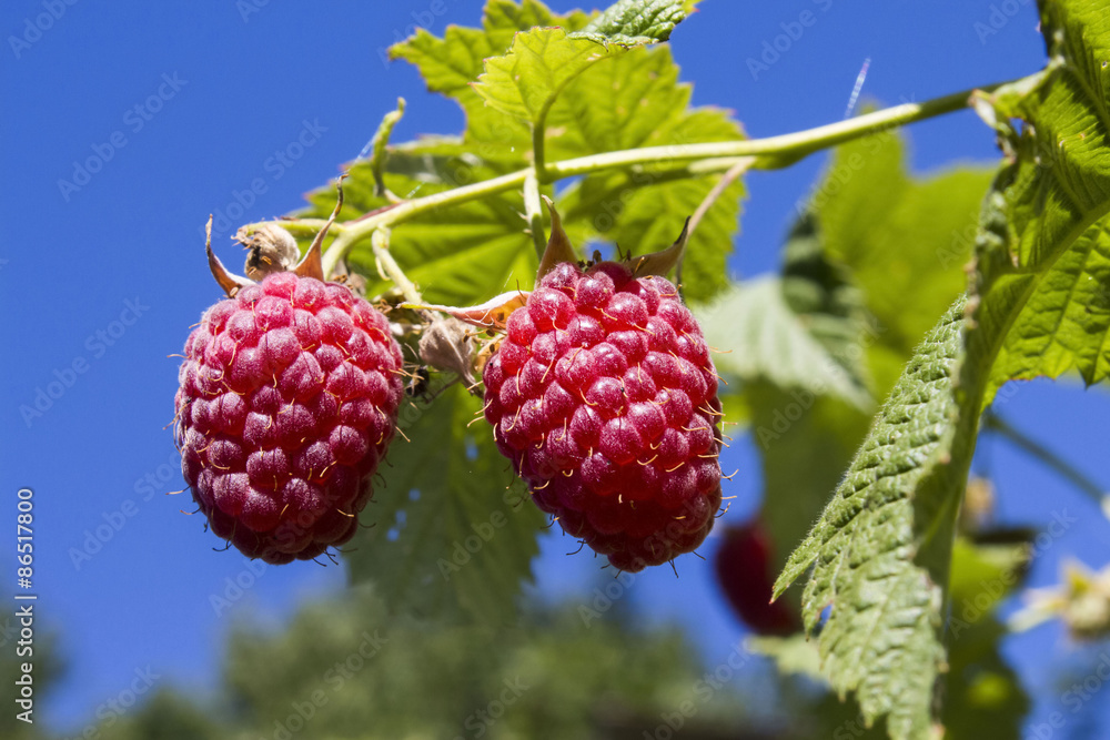 branch of ripe juicy red raspberries branch of ripe juicy red raspberries