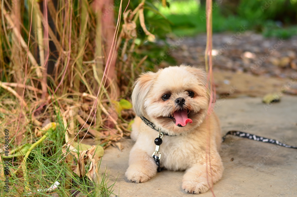dog,pet,puppy,portait,cute,animal,wall,background,look,pretty,looking
