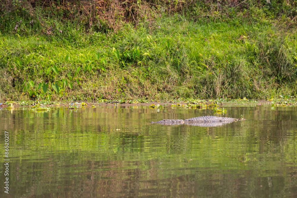 Crocodile in the river Crocodile in the river