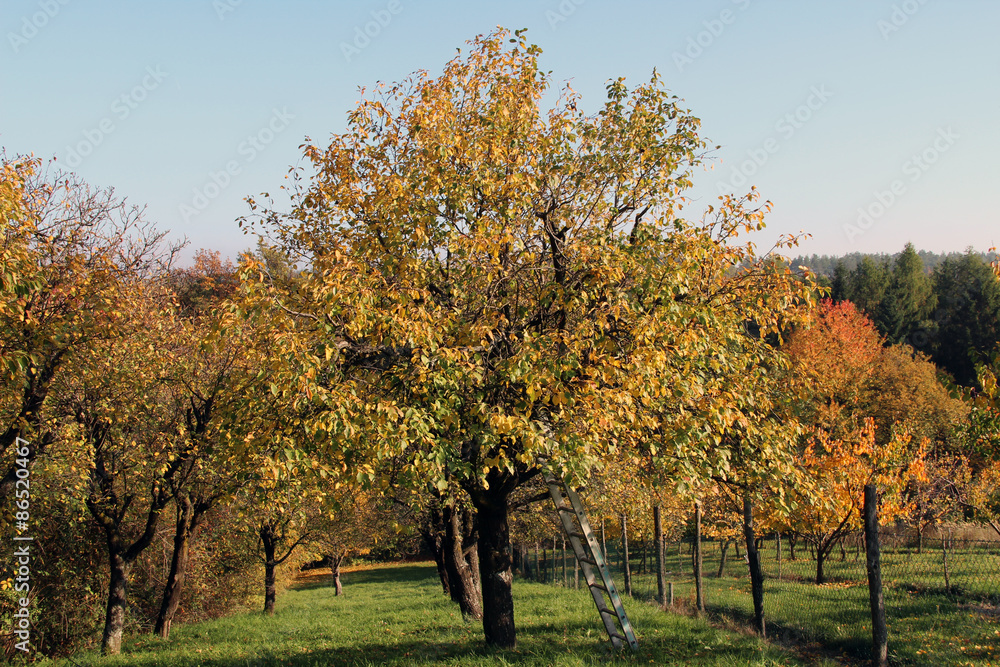 Apfelbaum im Herbst Stock Photo